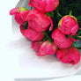 Coral Peonies