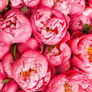 Coral Peonies