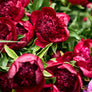 Red Charm Peonies
