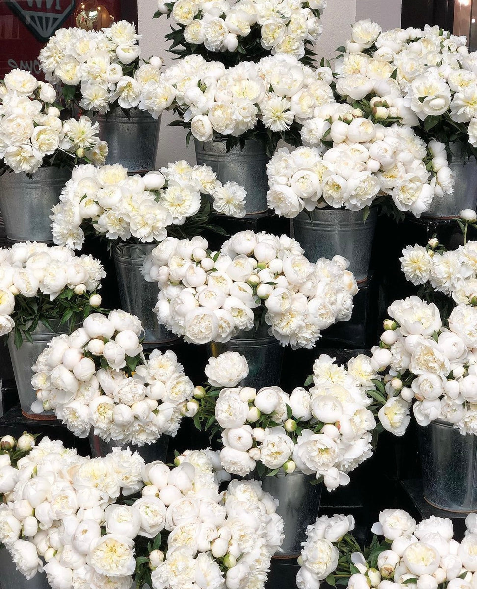 Tomuri & Co. Ti Rakau Drive Tomuri & Co. Floral Designs