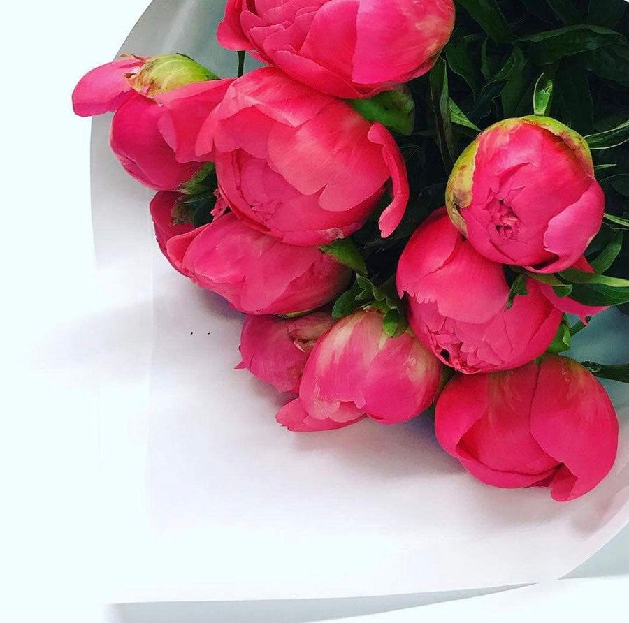 Coral Peonies