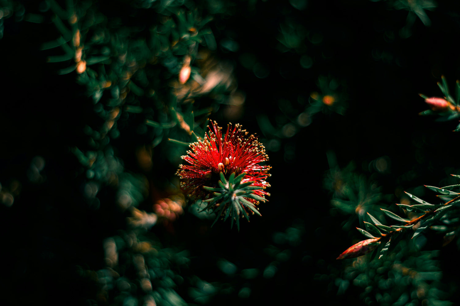 Tomuri & Co. Aotearoa 