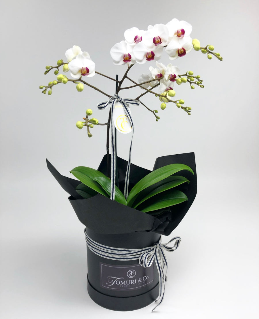 Multi phalaenopsis magenta - orchid plant - Tomuri & Co. Floral Designs