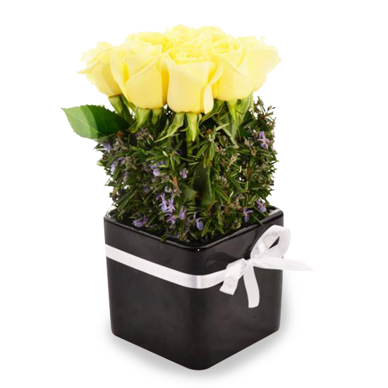 Lemon Rose Pot - Tomuri & Co. Floral Designs