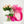 Million Stars Pink - Tomuri & Co. Floral Designs